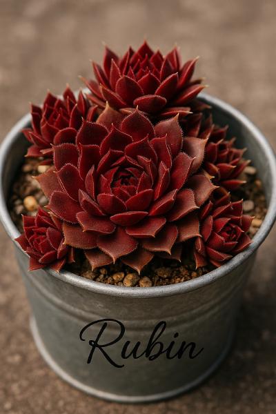 Sempervivum-Sorte Rubin im Pflanztopf