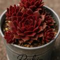Sempervivum-Sorte Rubin im Pflanztopf