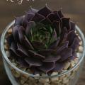 Sempervivum-Sorte Ruby Heart im Pflanztopf