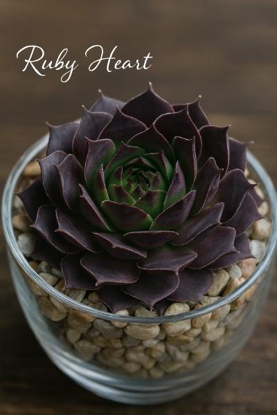 Sempervivum-Sorte Ruby Heart im Pflanztopf