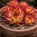 Sempervivum-Sorte Salamo im Pflanztopf