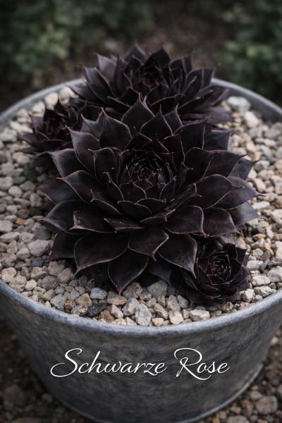 Sempervivum-Sorte Schwarze Rose im Pflanztopf