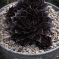 Sempervivum-Sorte Schwarze Rose im Pflanztopf