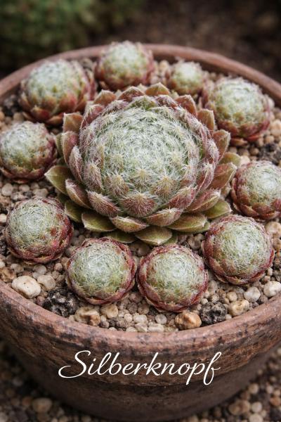 Sempervivum-Sorte Silberknopf im Pflanztopf