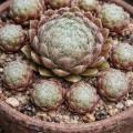 Sempervivum-Sorte Silberknopf im Pflanztopf