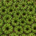 Sempervivum-Sorte Sir William Lawrence im Pflanztopf