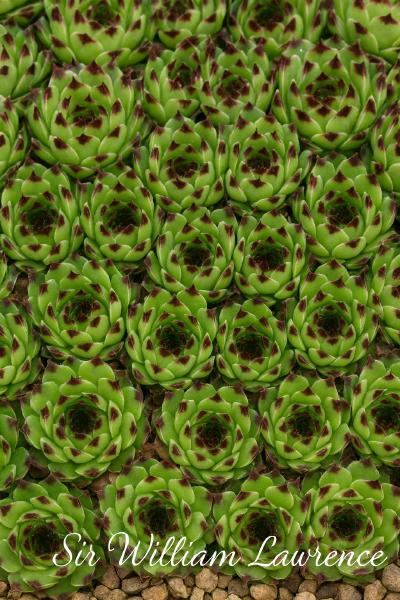 Sempervivum-Sorte Sir William Lawrence im Pflanztopf