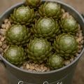 Sempervivum-Sorte Smit's Seedling im Pflanztopf