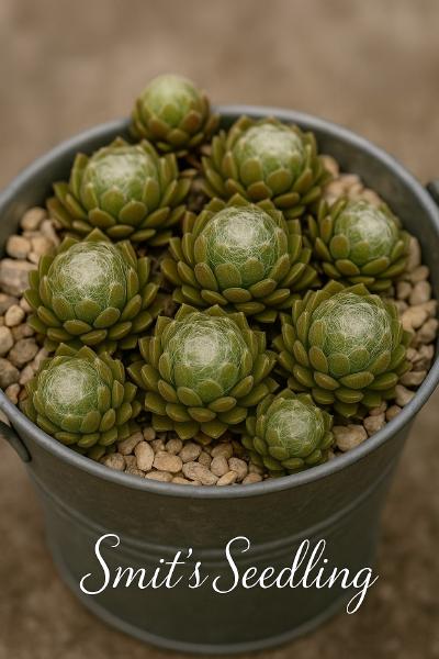Sempervivum-Sorte Smit's Seedling im Pflanztopf