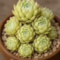 Sempervivum-Sorte Spring Beauty im Pflanztopf