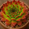 Sempervivum-Sorte Sunset im Pflanztopf