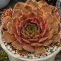 Sempervivum-Sorte Tabula im Pflanztopf