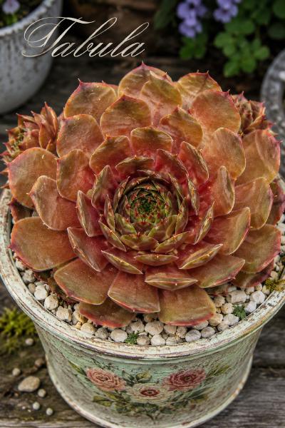 Sempervivum-Sorte Tabula im Pflanztopf
