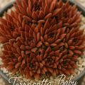 Sempervivum-Sorte Terracotta Baby im Pflanztopf