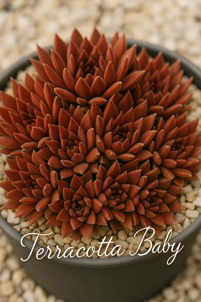 Sempervivum-Sorte Terracotta Baby im Pflanztopf