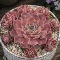 Sempervivum-Sorte Thunder im Pflanztopf