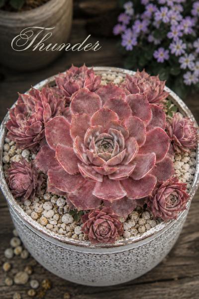 Sempervivum-Sorte Thunder im Pflanztopf