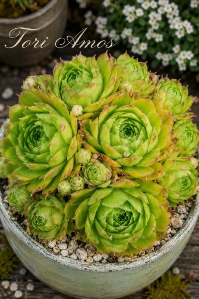 Sempervivum-Sorte Tori Amos im Pflanztopf