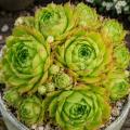 Sempervivum-Sorte Tori Amos im Pflanztopf