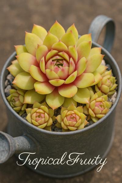 Sempervivum-Sorte Tropical Fruity im Pflanztopf