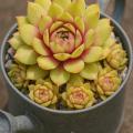 Sempervivum-Sorte Tropical Fruity im Pflanztopf