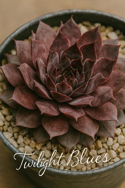 Sempervivum-Sorte Twilight Blues im Pflanztopf