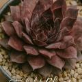 Sempervivum-Sorte Twilight Blues im Pflanztopf