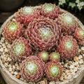 Sempervivum-Sorte Ubuntu im Pflanztopf