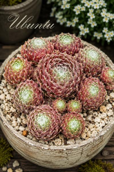 Sempervivum-Sorte Ubuntu im Pflanztopf