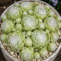 Sempervivum-Sorte Ulrike im Pflanztopf