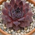Sempervivum-Sorte Ungeheuer im Pflanztopf