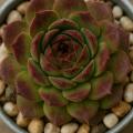 Sempervivum-Sorte Urmel im Pflanztopf