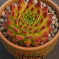 Sempervivum-Sorte Ursprung im Pflanztopf
