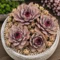 Sempervivum-Sorte Ursula im Pflanztopf