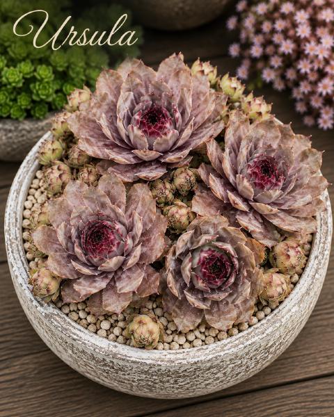 Sempervivum-Sorte Ursula im Pflanztopf