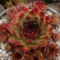 Sempervivum-Sorte Vandelina im Pflanztopf