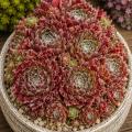 Sempervivum-Sorte Vanessa im Pflanztopf