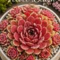 Sempervivum-Sorte Velvet Blush im Pflanztopf