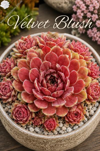 Sempervivum-Sorte Velvet Blush im Pflanztopf