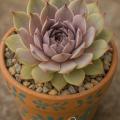 Sempervivum-Sorte Violet Queen im Pflanztopf