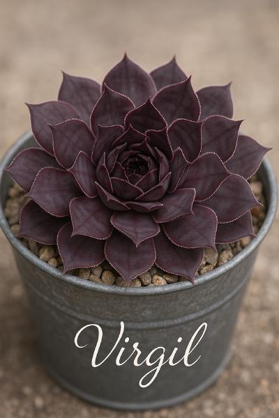 Sempervivum-Sorte Virgil im Pflanztopf