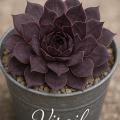 Sempervivum-Sorte Virgil im Pflanztopf