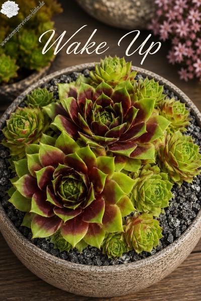 Sempervivum-Sorte Wake Up im Pflanztopf