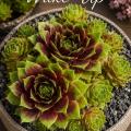 Sempervivum-Sorte Wake Up im Pflanztopf