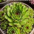 Sempervivum-Sorte Waldmeister im Pflanztopf