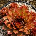 Sempervivum-Sorte Walnut Toffee im Pflanztopf