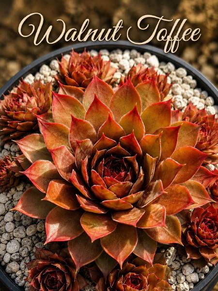 Sempervivum-Sorte Walnut Toffee im Pflanztopf