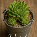 Sempervivum-Sorte Weirdo im Pflanztopf