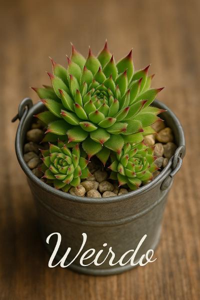 Sempervivum-Sorte Weirdo im Pflanztopf