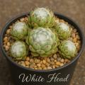 Sempervivum-Sorte White Head im Pflanztopf